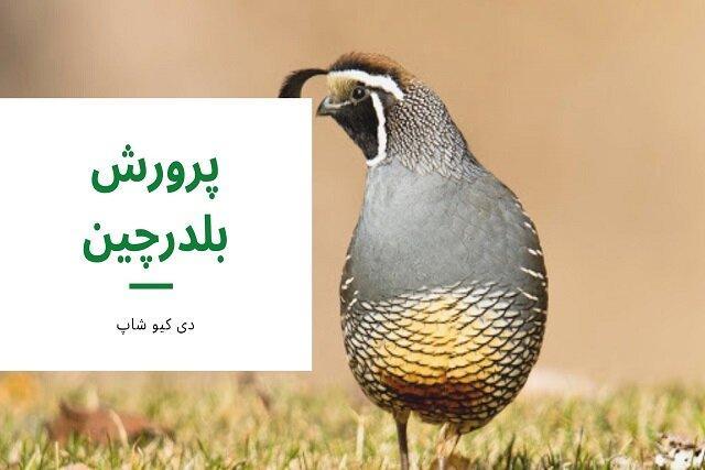 سود پرورش بلدرچین سود پرورش بلدرچین