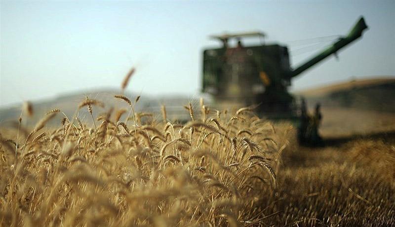 زمان برداشت گندم امسال چه زمانی است؟ زمان برداشت گندم امسال چه زمانی است؟