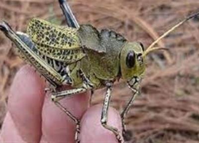 پیش بینی مبارزه با ملخ صحرایی در سال زراعی 1401، 1400