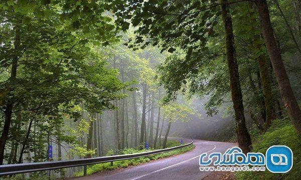 جنگل دالخانی یکی از جاذبه های طبیعی رامسر به شمار می رود جنگل دالخانی یکی از جاذبه های طبیعی رامسر به شمار می رود